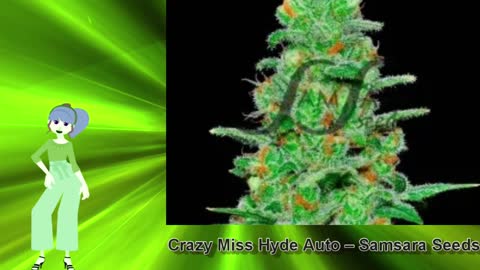 Crazy Miss Hyde Auto – Samsara Seeds