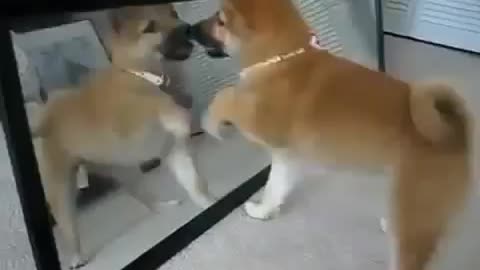 Golden Retriever puppy freaks out over hair brush