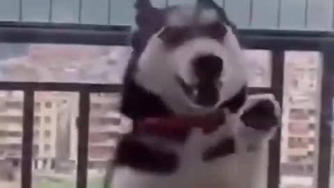 Funny Dogs