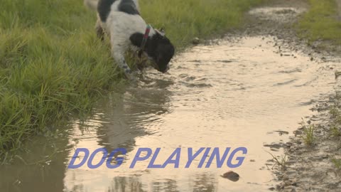 Dog playing in a puddle