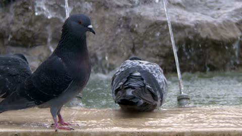 Animal Bird Pigeon Doves Near Fountain