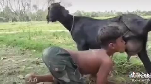Sucking on the Goat's Breast l-l Mamando nos Peito da Cabritinha