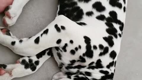 Dalmatian caught in the middle of very intense dream