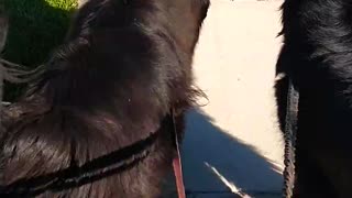 Newfoundlands out for a walk