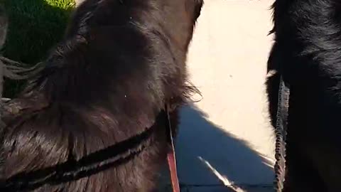 Newfoundlands out for a walk