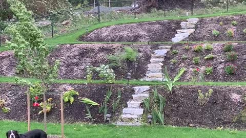 Quick Thinking Dog Dodges Runaway Trampoline in Storm