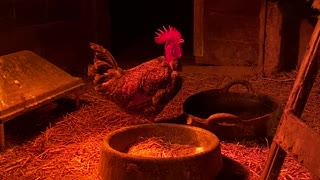 Eddie the Naked Neck Rooster taking a drink