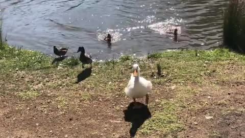 Here they come duckies of the little west pond