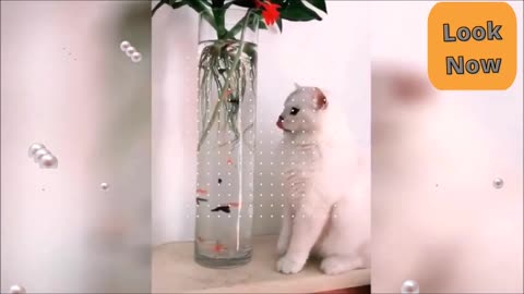 Beautiful white cat looking in the aquarium with fish