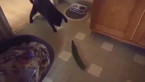 Funny cats scared of cucumbers