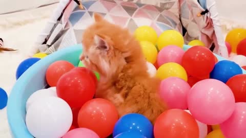 Kittens playing with Balls and Meowing ask for Food - So Cute Baby Cats