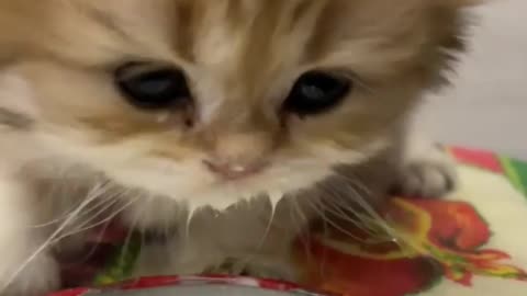 Cute Kitten Learning Drinking Milk