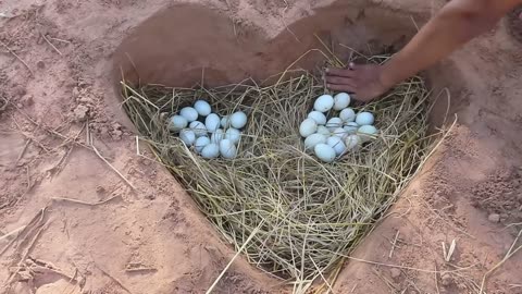 Amazing Pekin 40Duckling Hatching From Eggs _ Cute Cute Baby Duck Born