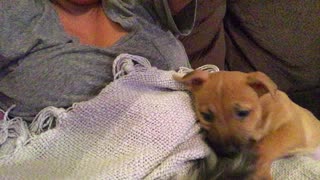 Puppy playing with her cat