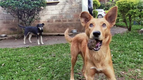 Timelapse of 2 adopted puppies