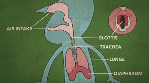 What happens to your body when you hiccup