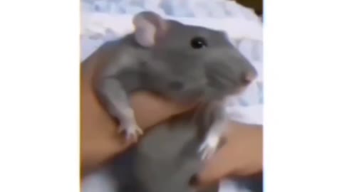 Mouse funny video
