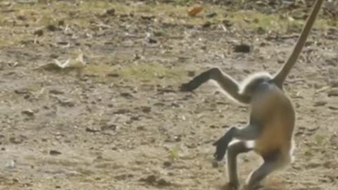 Funniest Monkey - cute and funny monkey videos (Copyright Free)