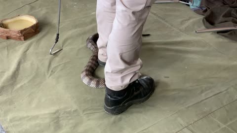 Be Careful Of Snakes Out There When Metal Detecting