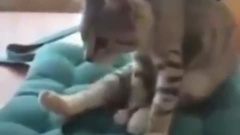 Cat's Yoga practice