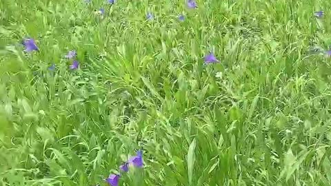 purple morning glory