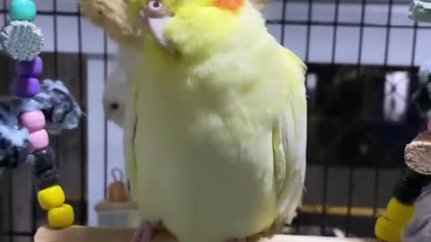 The most beautiful video of a parrot bird