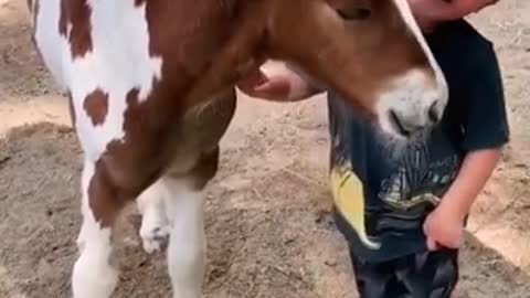 Young horse gets friendly with young children!