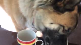 Big dog drinks owner coffee