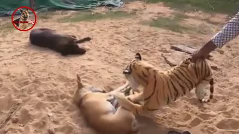 Troll Prank dog & fake Lion and Fake Tiger Prank To dog | Videos Troll 2021 Ep2