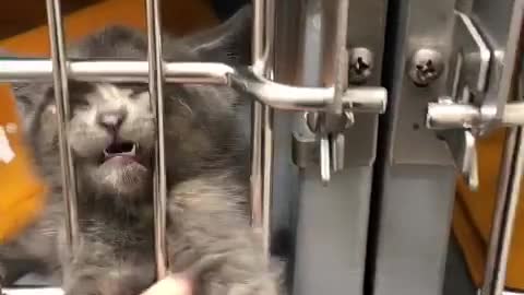 Cute Cat in cage 🐈🐈🐈😺😺