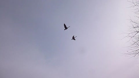 Pair Of Geese Fly Overhead