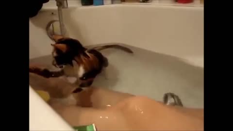 Kitten plays in bathtub - Gatita juega en bañera