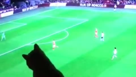 Cat watches soccer