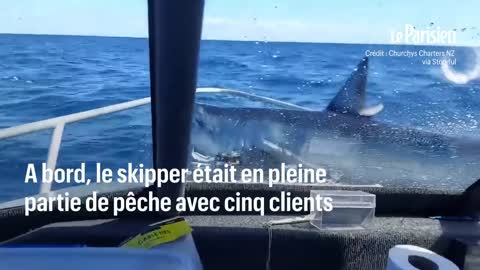 Un requin mako demètres saute sur un bateau de2
