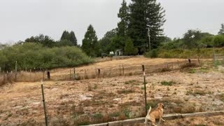 Winnie says, “There’s a coyote in our yard!”