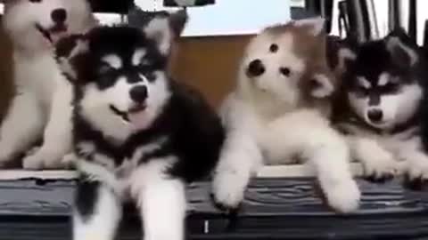 Cute Husky Puppies