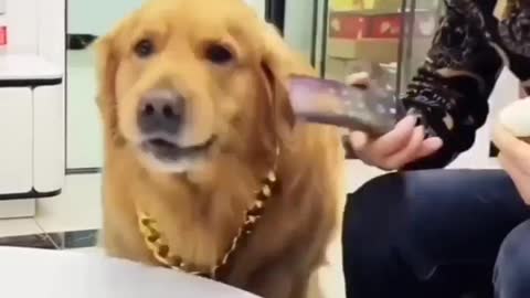 Nice dog video