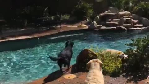 Two dogs jump in a pool to catch green tennis ball thrown in by owner