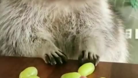 Hungry Raccoon | Funny Videos