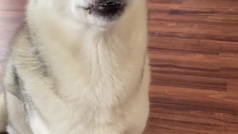 Husky dogs are the truest definition of Silly Dog 😂 Funniest Dog # funny video # funny dog