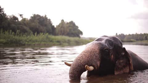 Elephants are bathing in the river