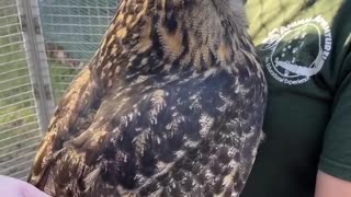 Patting a Beautiful Owl! So cool and powerful