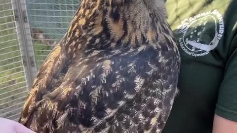 Patting a Beautiful Owl! So cool and powerful