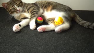 Adorable Little Cat Plays with His Toys