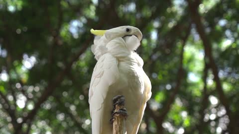 Birds-of-Paradise Project Introduction