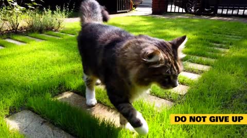 Can You Teach Cats Tricks The Ins and Outs of Training your Feline Friend