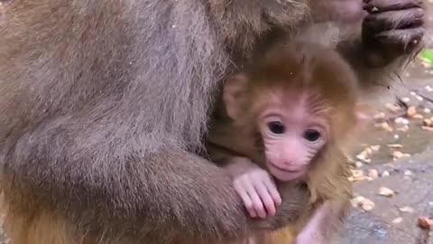 Baby monkey wants to go out to play