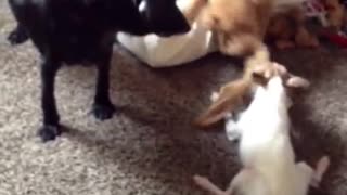 Hilarious Little Dog Wont Give UP Wins Tug of War.
