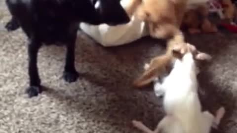 Hilarious Little Dog Wont Give UP Wins Tug of War.