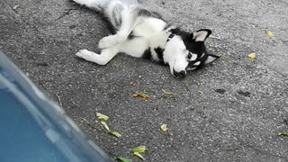 Husky is keeping cool in the shade